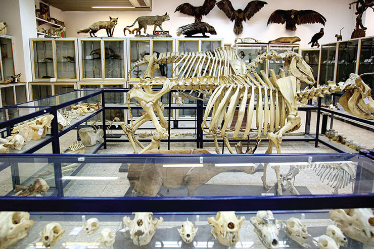 درباره موزه جانورشناسی دانشگاه فردوسی که حدود ۱۰ هزار نمونه از جانوران را نگهداری می‌کند