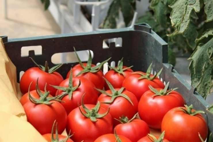 کاهش قیمت گوجه به ۹ هزار تومان از هفته آینده (۱۹ فروردین ۱۴۰۱) + فیلم