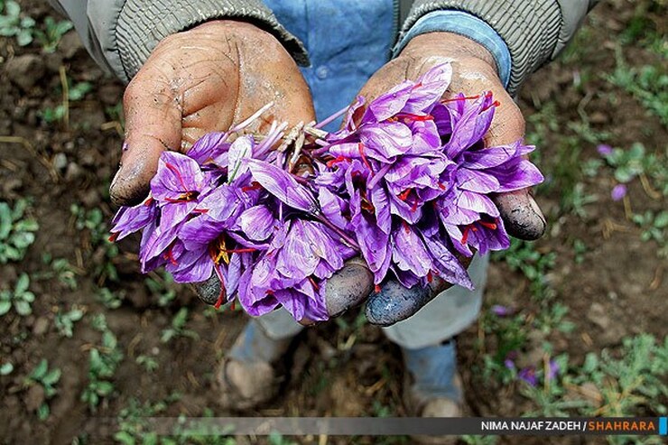 زعفران ایران که تأمین‌کننده ۹۲درصد نیاز دنیاست، از صنایع تبدیلی محروم است