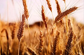 صادرات گندم اوکراین، قیمت گندم را نصف کرد