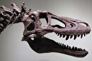 ویدئو | فروش فسیل ۷۶ میلیون ساله یک دایناسور!