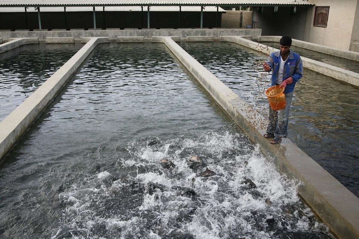 سرانه پایین ۷/۲درصدی مصرف ماهی در خراسان رضوی | دومین مرکز پرورش کروکدیل در مشهد افتتاح می‌شود