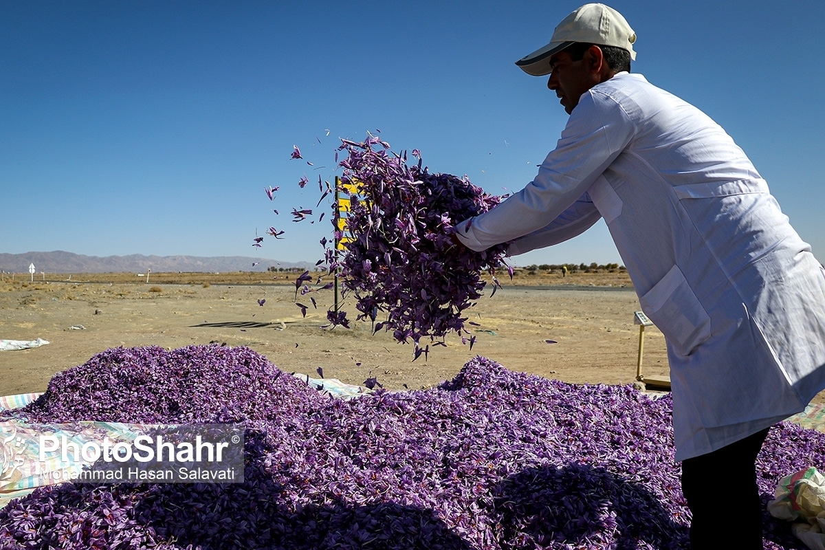 رشد ۴ درصدی صادرات زعفران در کنار قاچاق ۱۰ تنی ماهانه زعفران در کشور