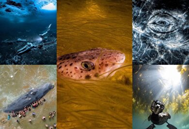 برندگان مسابقه عکاسی زیر آب ۲۰۲۴ + تصاویر و توضیحات
