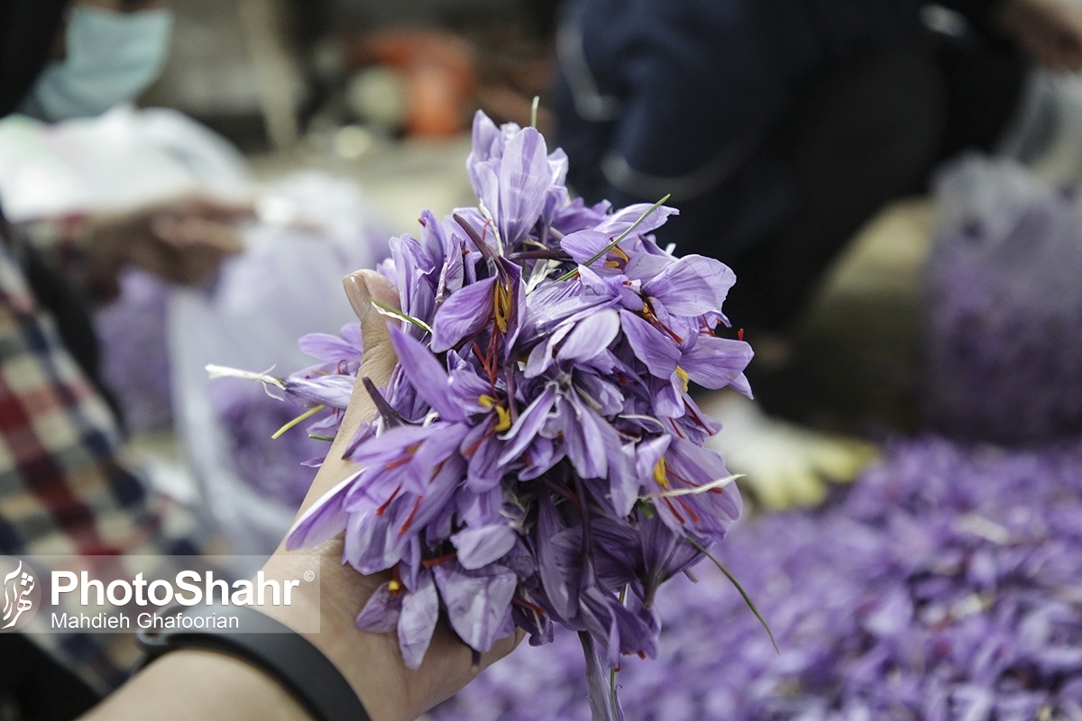 درآمد ایران از فروش زعفران به دلیل خام‌فروشی تنها ۵۰۰ میلیون دلار است