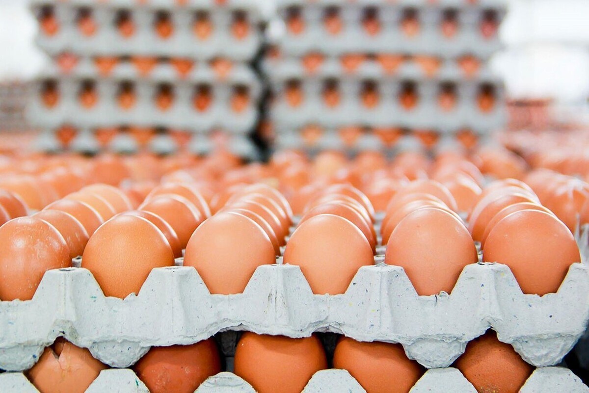 قیمت تخم مرغ در خراسان رضوی ۳ هزار تومان کمتر از میانگین کشوری است