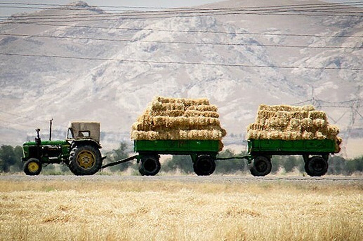 تولید و بوجاری بیش از ۱۰ هزار تن بذر گندم و جو توسط تشکل‌های تعاون روستایی خراسان رضوی