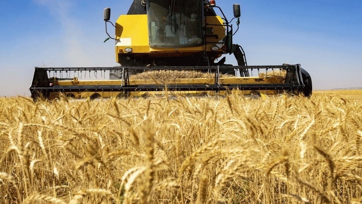 افزایش ۶۰ درصدی راندمان گندم در طرح تحول کشاورزی خراسان رضوی
