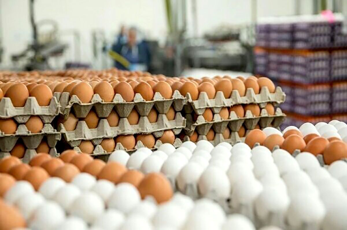 ممنوعیت صادرات تخم مرغ بدون اطلاع قبلی