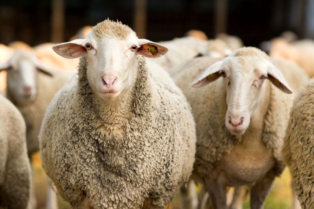 مرکز آمار: گوسفند زنده ۱۶۰ درصد گران شد