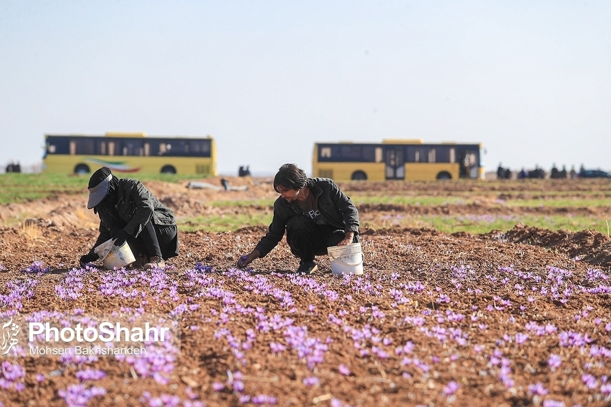 تولید زعفران در خراسان‌رضوی بیش از ۵۰ درصد کاهش یافته است