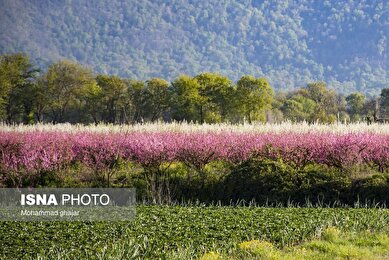 شکوفه‌های بهاری در باغ‌های میوه استان گلستان